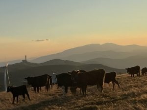 Canalside properties listed from £190,000 to £1.75m