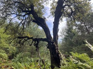 Китай разглежда доклада за прилагането на научно-техническите постижения