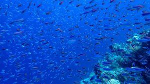 Високопоставен китайски дипломат атакува САЩ заради стратегията за дълбоководен добив